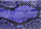 Blue snake skin, leather texture for background.