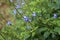 Blue snakeweed flowers, Stachytarpheta cayennensis, Rio