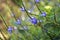 Blue snakeweed flowers, Stachytarpheta cayennensis, Rio