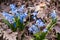 Blue snowdrop blossom flowers in early spring in the forest