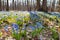 Blue snowdrop blossom flowers in early spring in the forest