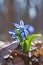 Blue snowdrop in a wood