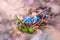 Blue snowdrops in the forest