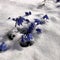 Blue snowdrops grew in spring from under the snow.