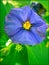 Blue solanaceae macro flower background and wallpaper