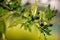 Blue solanum flowers on branch