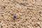 Blue soldier crab at the beach at low tide in Queensland, Australia. Mictyris longicarpus with rounded pellets of discarded sand