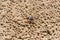 Blue soldier crab at the beach at low tide in Queensland, Australia. Mictyris longicarpus with rounded pellets of discarded sand