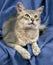 BLUE SOMALI DOMESTIC CAT, ADULT