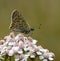 Blue Sooty Copper butterfly (Lycaena tityrus)