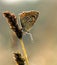 Blue Sooty Copper (Lycaena tityrus) covered