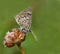 Blue Sooty Copper (Lycaena tityrus) covered