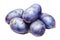 Blue sort potatoes isolated on white, watercolor