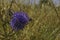 Blue southern globe thistle, Echinops flower on a blurred background of yellow dry grass