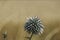 Blue southern globe thistle, Echinops flower on a blurred background of yellow dry grass