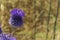 Blue southern globe thistle, Echinops flower on a blurred background of yellow dry grass