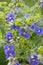 Blue speedwell and alchemilla, healing plants