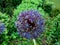 Blue spherical flower