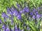 Blue Spike speedwell blooming in a sunny garden