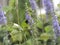 Blue spiked speedwell and a bumblebee