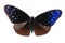 Blue spot crow butterfly