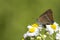 Blue-spot Hairstreak, Wegedoornpage Satyrium spini