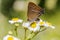 Blue-spot Hairstreak, Wegedoornpage Satyrium spini