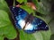 Blue-spotted emperor butterfly