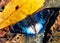 Blue Spotted Emperor butterfly