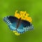 Blue spotted female Speyeria Diana, Diana Fritillary on yellow milkweed