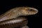 Blue-spotted slow worm Anguis colchica