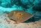 Blue-spotted stingray or The bluespotted ribbontail ray Taeniura lymma , Red Sea Egypt