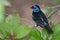 Blue Spotted Tanager