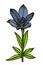 Blue spotty lily.