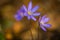 Blue sprigtime liverworts flower (hepatica nobilis)