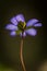 Blue sprigtime liverworts flower (hepatica nobilis)