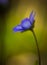 Blue sprigtime liverworts flower (hepatica nobilis)