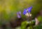 Blue sprigtime liverworts flower (hepatica nobilis)