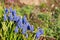 Blue spring flower, Grape Hyacinth, Muscari racemosum