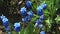 Blue spring flowers