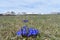 The  blue spring flowers and the Durmitor mountain in the background