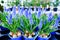 Blue spring flowers grape hyacinth