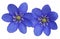 Blue spring flowers Hepatica nobilis, close-up view
