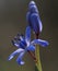 Blue spring flowers Scilla bifolia.Close-up on the blur background