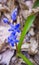 Blue spring flowers of Scilla Bifolia or Scilla Squill . Bluebells in the forest, macro shot with bokeh effect and place