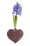 Blue spring hyacinth and lavender heart