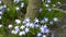 Blue spring primroses bloom