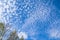 Blue spring sky background with tops of trees in shot angle