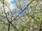 Blue spring sky shines through the branches of beautiful flowering white tsyetov trees