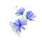Blue spring translucent flowers green leaf bouquet isolated on white. Chicory transparent flowers watercolor botanical